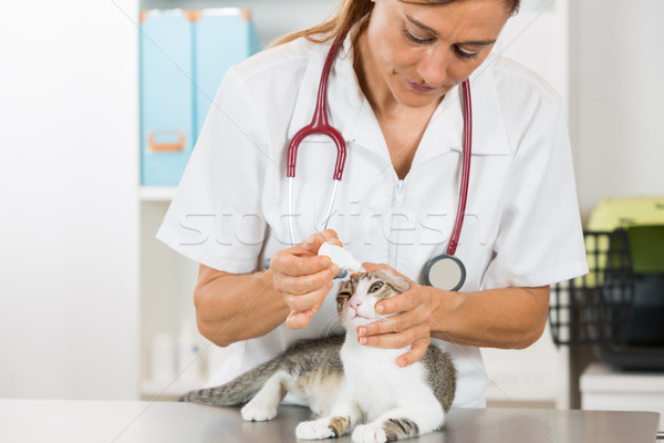 Vétérinaire clinique gouttes oeil chat Photo stock © fotoedu