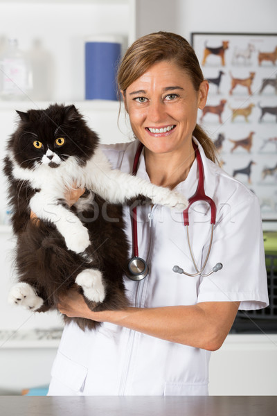 Veterinary clinic with a kitten Stock photo © fotoedu