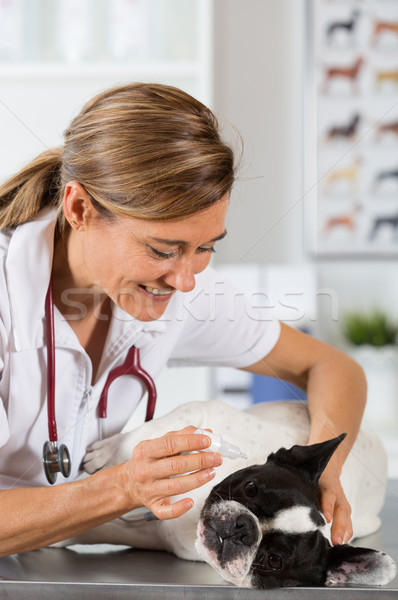 Veterinary clinic with a French bulldog Stock photo © fotoedu