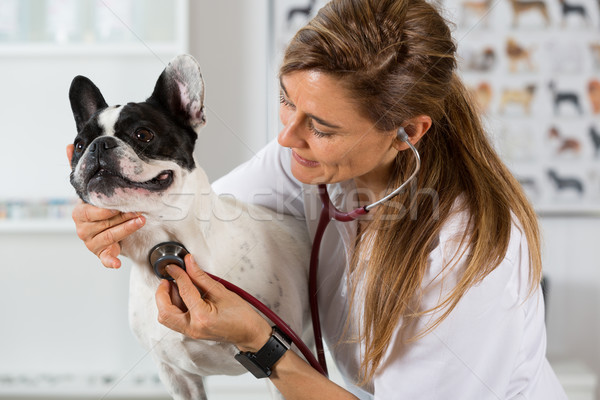 Dinleme köpek veteriner buldok fransız klinik Stok fotoğraf © fotoedu