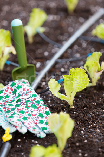 Small lettuce garden Stock photo © fotoedu