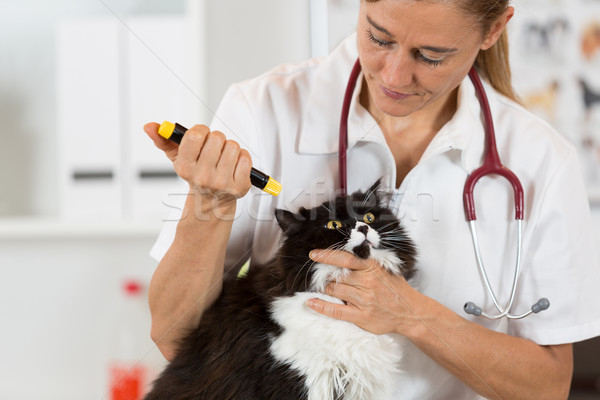 Foto stock: Veterinario · clínica · gatito · ojos · gato · mano