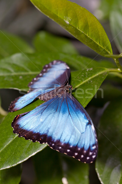 Morpho butterfly Stock photo © fotoedu