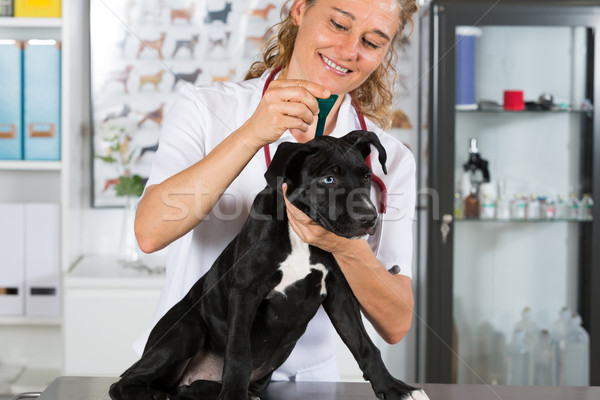 Veteriner köpek amerikan veteriner klinik gülümseme Stok fotoğraf © fotoedu