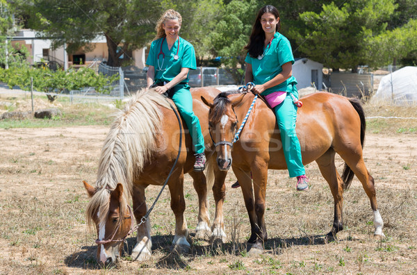 Veterinary horses on the farm Stock photo © fotoedu