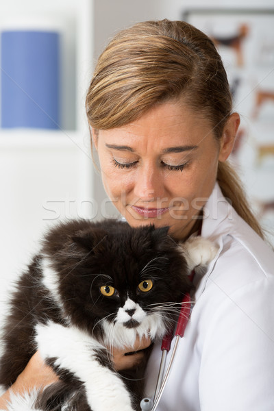 Foto stock: Veterinario · clínica · gatito · gato · mujeres
