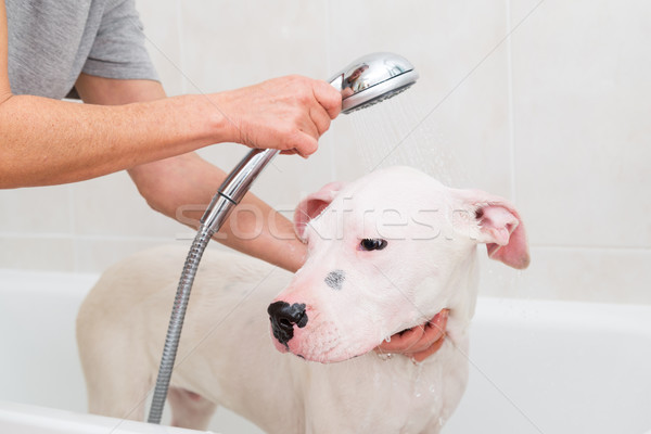 Fürdőkád kutya habfürdő haj fürdőszoba takarítás Stock fotó © fotoedu