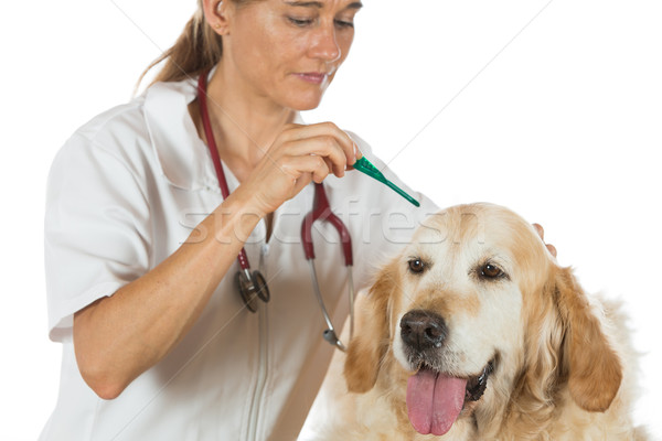 állatorvosi klinika golden retriever konzultáció orvos kórház Stock fotó © fotoedu