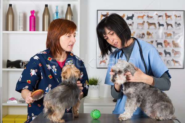 Veterinary clinic Stock photo © fotoedu