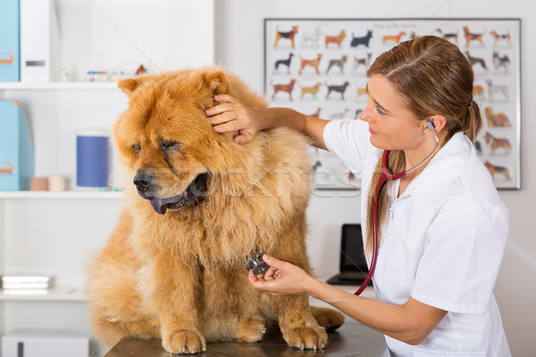 By listening to a dog Veterinary Chow Chow Stock photo © fotoedu