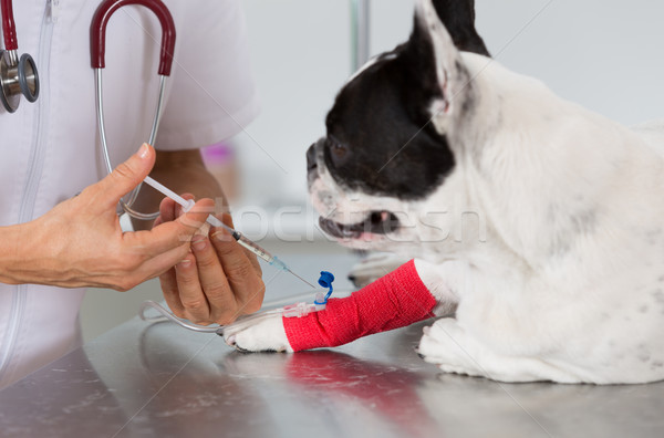 Veterinary clinic with a French bulldog Stock photo © fotoedu