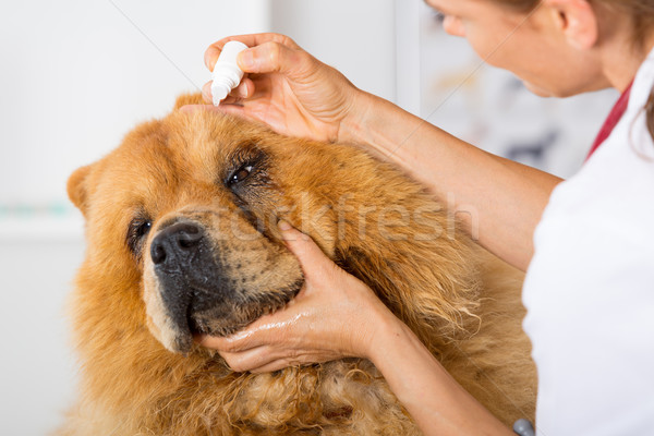 By listening to a dog Veterinary Chow Chow Stock photo © fotoedu