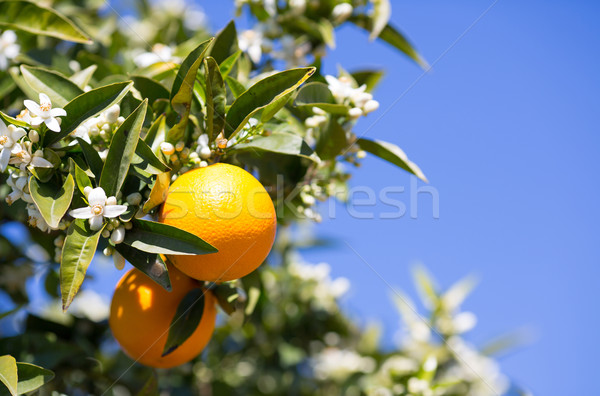 Valencia oranje bomen typisch Spanje blad Stockfoto © fotoedu