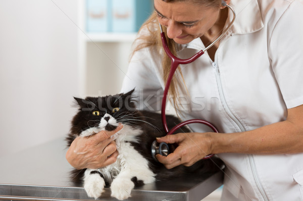 Veterinary by listening to a cat Stock photo © fotoedu