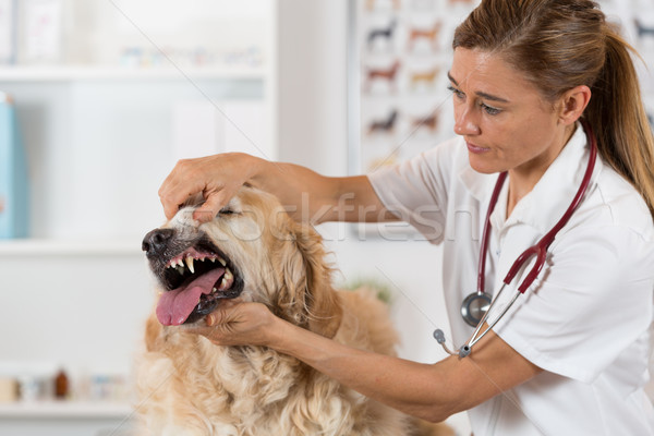 állatorvosi klinika előad fogászati vizsgálat golden retriever Stock fotó © fotoedu