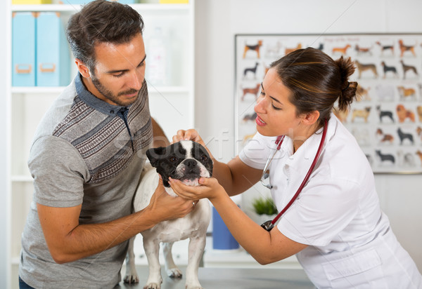 Weterynaryjny kliniki francuski bulldog konsultacja właściciel Zdjęcia stock © fotoedu