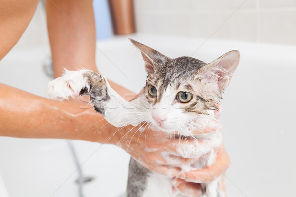 Bathing a cat Stock photo © fotoedu