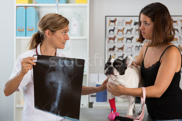 Veterinary clinic with a French bulldog Stock photo © fotoedu