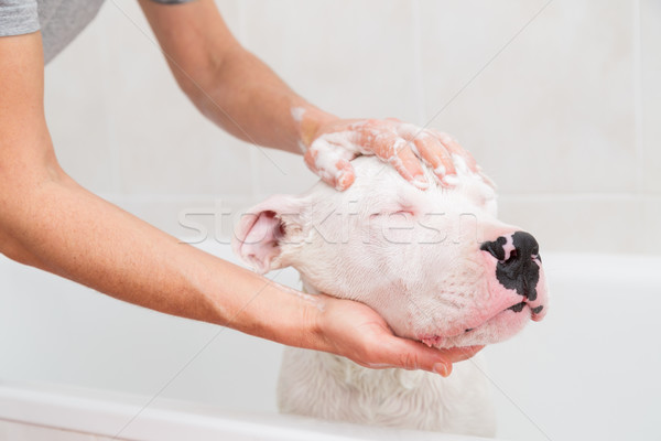 Bath of a dog Dogo Argentino Stock photo © fotoedu