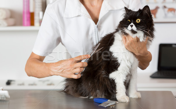 Stock foto: Katze · Friseur · Perserkatze · Salon · Veterinär- · Klinik