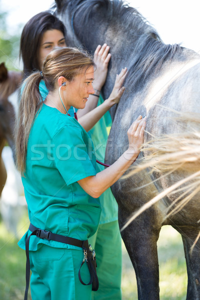 Stock fotó: állatorvosi · farm · nagyszerű · előad · scan · fiatal