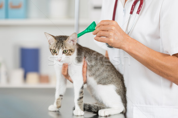 Veterinário clínica gatinho gato mão mulheres Foto stock © fotoedu