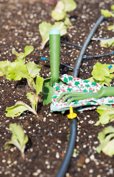 Small lettuce garden Stock photo © fotoedu