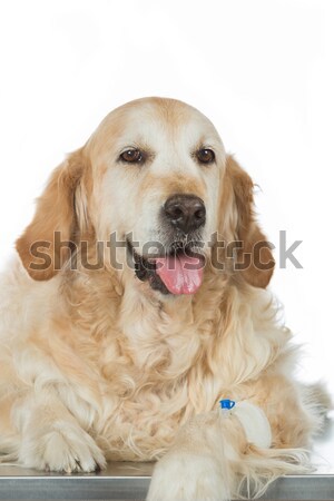 Słuchania psa weterynaryjny złoty golden retriever kliniki Zdjęcia stock © fotoedu
