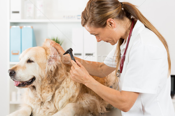 Veterinary clinic Stock photo © fotoedu