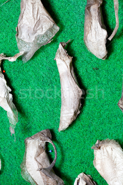 Larvae Stock photo © fotoedu