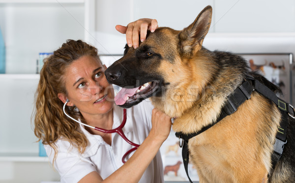 Veterinary with a German Shepherd dog Stock photo © fotoedu