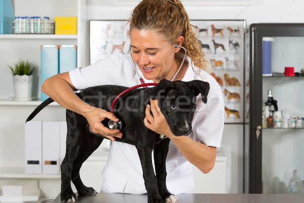 Сток-фото: ветеринар · собака · американский · ветеринар · улыбка · врач