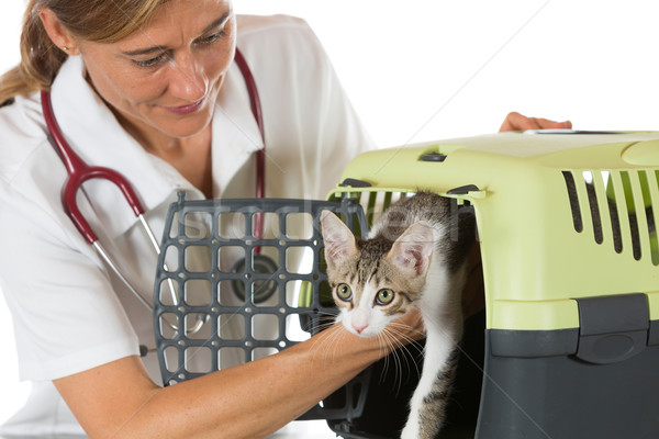 Foto stock: Veterinario · clínica · toma · gatito · transporte · cuadro