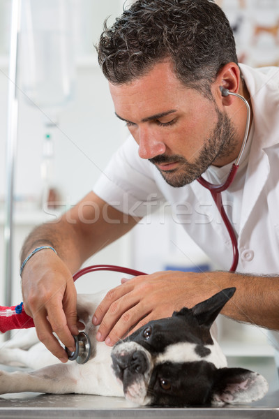 Ascultare câine veterinar buldog franceza clinică Imagine de stoc © fotoedu