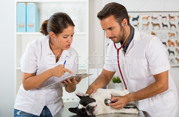 Stock photo: Veterinary clinic with a French bulldog