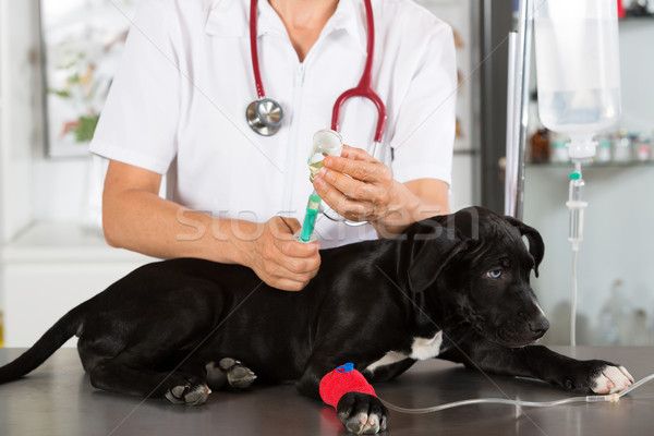 Veteriner köpek amerikan veteriner gülümseme doktor Stok fotoğraf © fotoedu