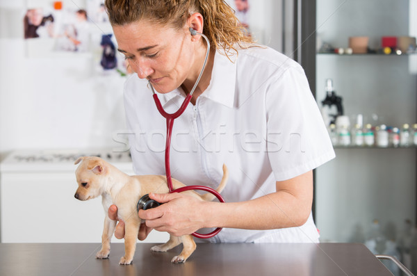 Veterinary with a Chihuahua puppy Stock photo © fotoedu