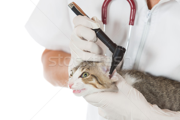 Veterinary clinic with a kitten Stock photo © fotoedu