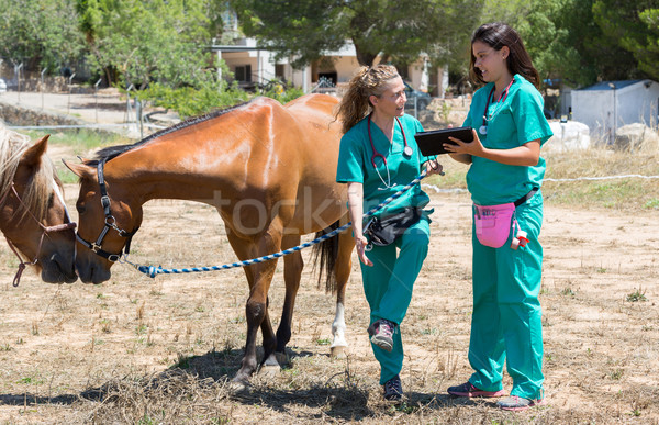 Vétérinaire chevaux ferme sourire médicaux [[stock_photo]] © fotoedu