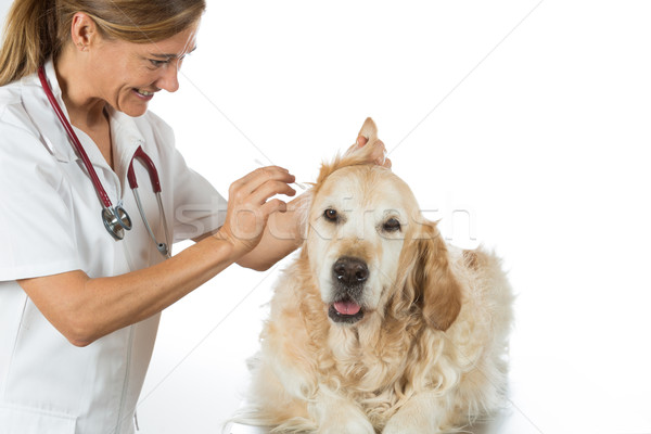 Foto stock: Veterinario · clínica · veterinario · realizar · limpieza · orejas