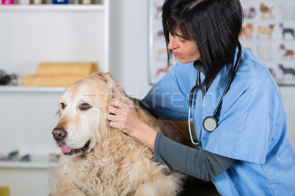 Stock fotó: állatorvosi · klinika · előad · fogászati · vizsgálat · golden · retriever