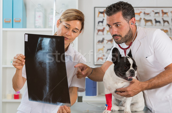 Pár állatorvosi röntgenkép eredmények röntgen francia Stock fotó © fotoedu