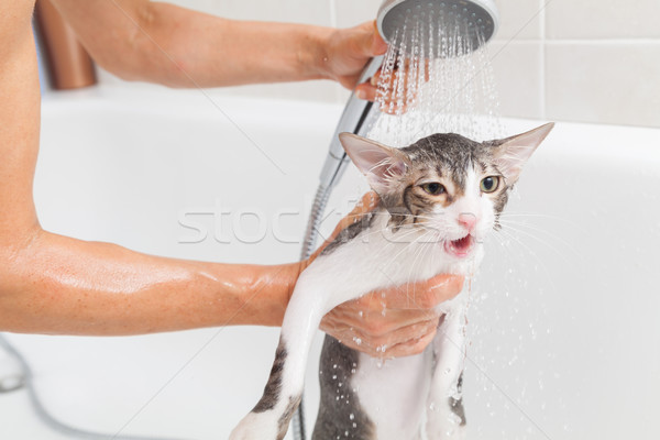 Bathing a cat Stock photo © fotoedu