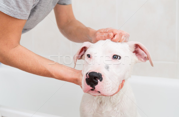 Bath of a dog Dogo Argentino Stock photo © fotoedu