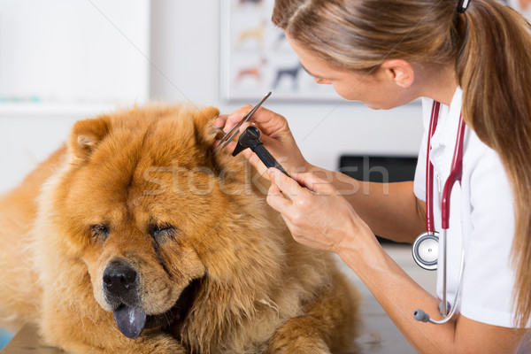 Veterinary clinic Stock photo © fotoedu