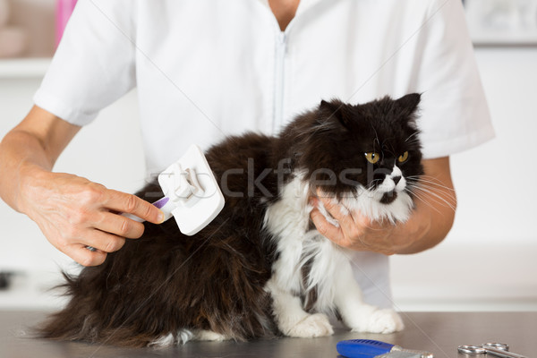 Foto stock: Gato · peluquero · salón · veterinario · clínica