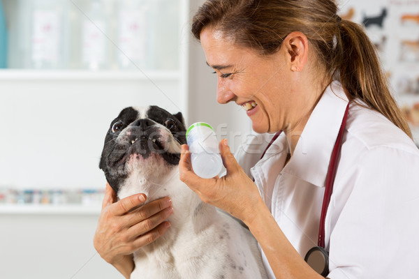 Francés bulldog clínica veterinario limpieza Foto stock © fotoedu