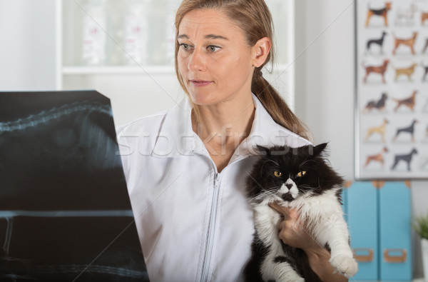 獣医 クリニック 子猫 調べる ペルシャ猫 女性 ストックフォト © fotoedu