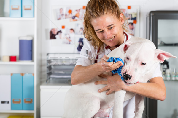 By listening to a dog Veterinary Dogo Argentino Stock photo © fotoedu