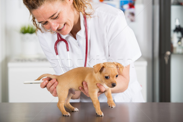 Foto stock: Veterinario · cachorro · veterinario · toma · temperatura · médico